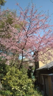 河津桜が満開です。